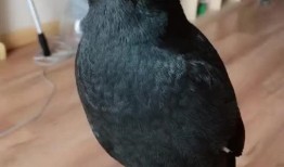 娱乐吃瓜小八哥是谁啊视频