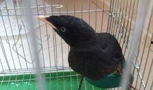 娱乐吃瓜小八哥是谁啊视频