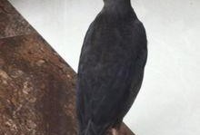 娱乐吃瓜小八哥是谁啊视频