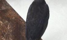 娱乐吃瓜小八哥是谁啊视频